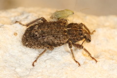 Listroderes difficilis