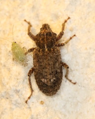 Listroderes difficilis