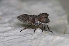Microcentrus perditus