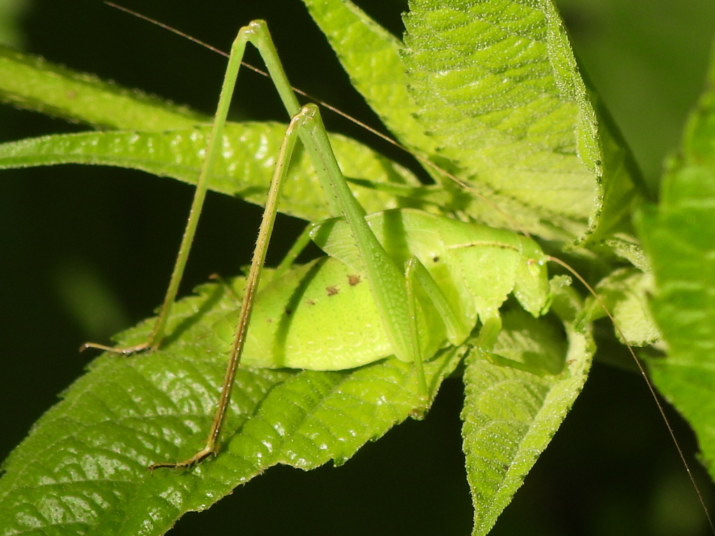 Oblong-winged Katydid from Fort Worth, TX, USA on May 22, 2023 at 04:54 ...