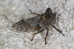 Microcentrus perditus