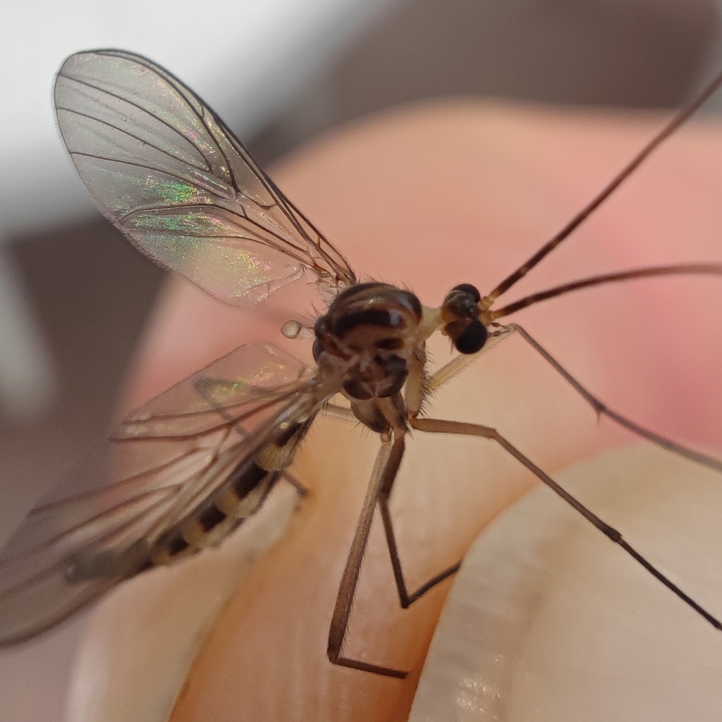 Macrocera fasciata