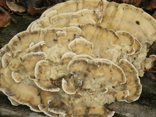 Black-staining Polypore