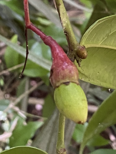 Ocotea aniboides