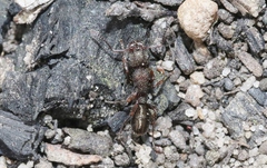 Rhytidoponera tasmaniensis