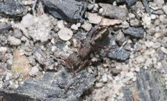 Rhytidoponera tasmaniensis
