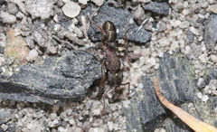 Rhytidoponera tasmaniensis