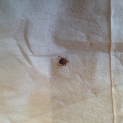 Amblyomma cajennense