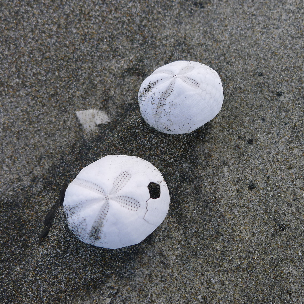 Agassizia scrobiculata