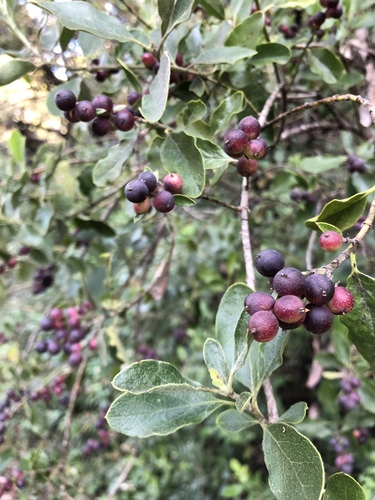 Garrya lindheimeri