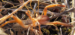 Gluvia dorsalis