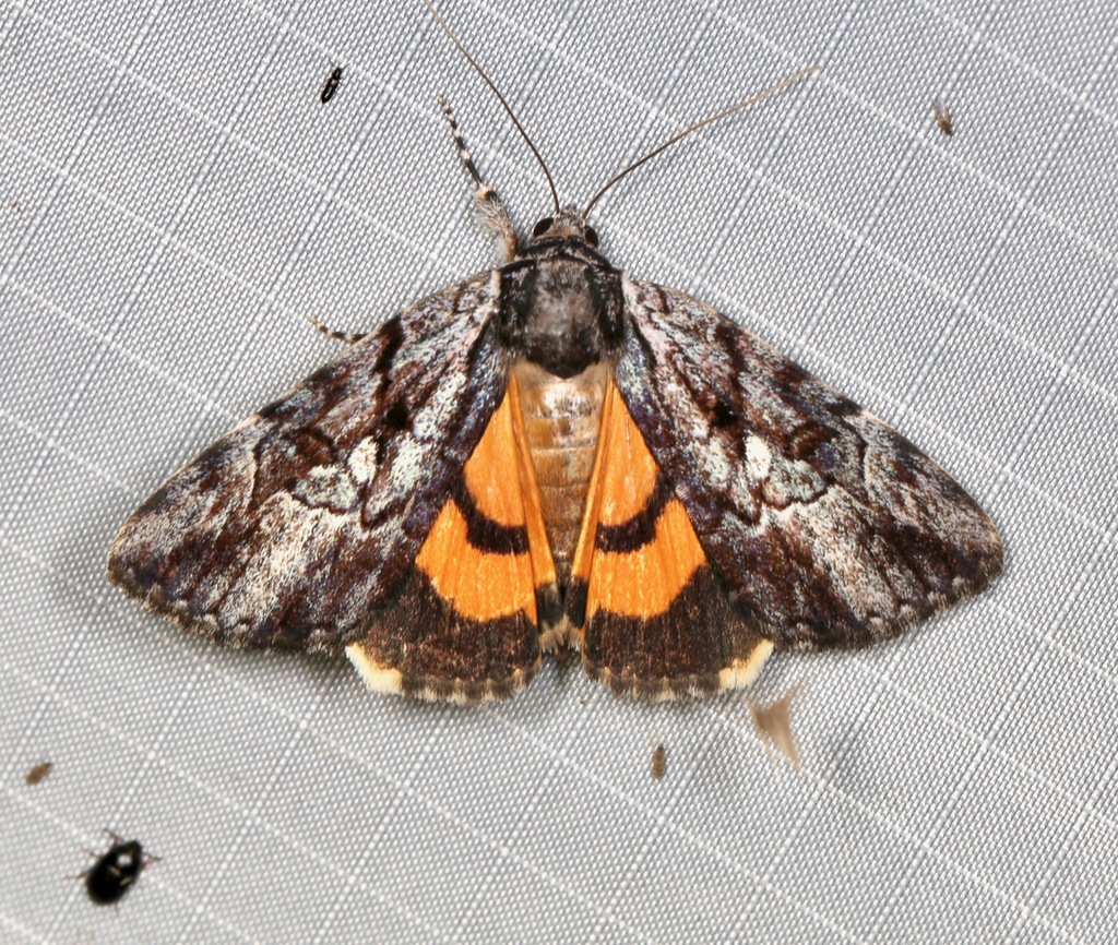 Louise's Underwing