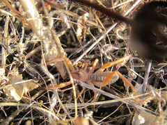 Gluvia dorsalis