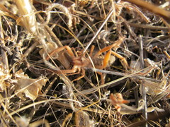 Gluvia dorsalis