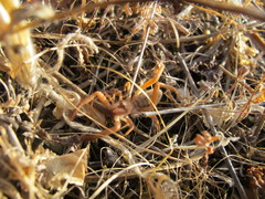 Gluvia dorsalis