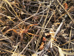 Gluvia dorsalis