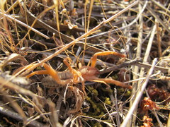 Gluvia dorsalis