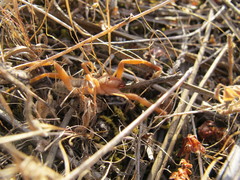 Gluvia dorsalis