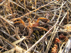 Gluvia dorsalis