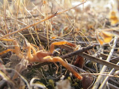 Gluvia dorsalis