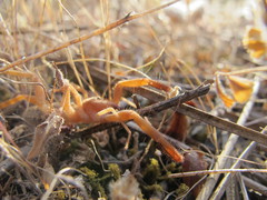 Gluvia dorsalis