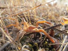 Gluvia dorsalis