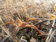 Gluvia dorsalis
