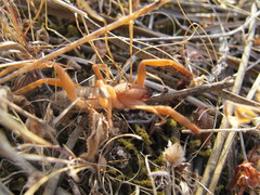 Gluvia dorsalis