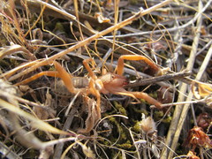 Gluvia dorsalis