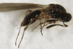 Leptacis
