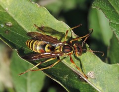 Polistes dorsalis neotropicus