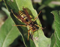 Polistes dorsalis neotropicus