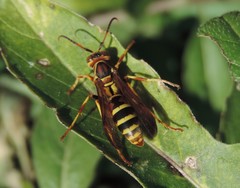 Polistes dorsalis neotropicus