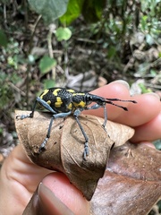 Exophthalmus nicaraguensis image