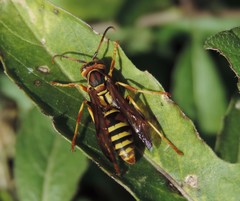 Polistes dorsalis neotropicus