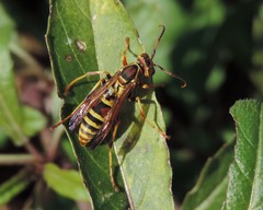 Polistes dorsalis neotropicus