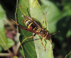 Polistes dorsalis neotropicus