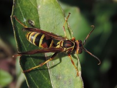 Polistes dorsalis neotropicus