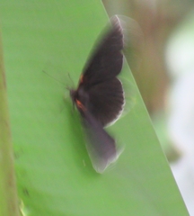 Hades noctula