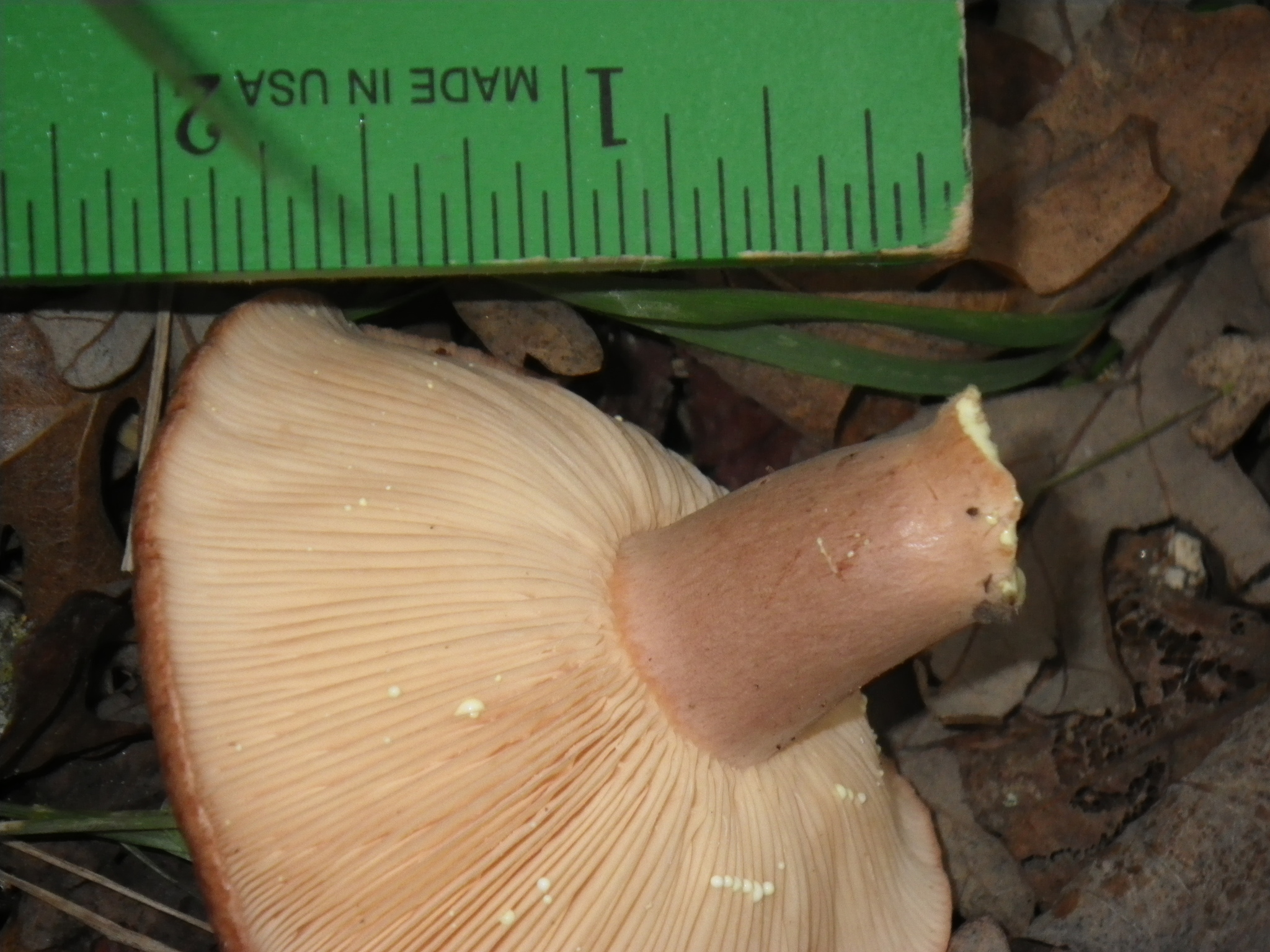 Lactarius xanthogalactus image