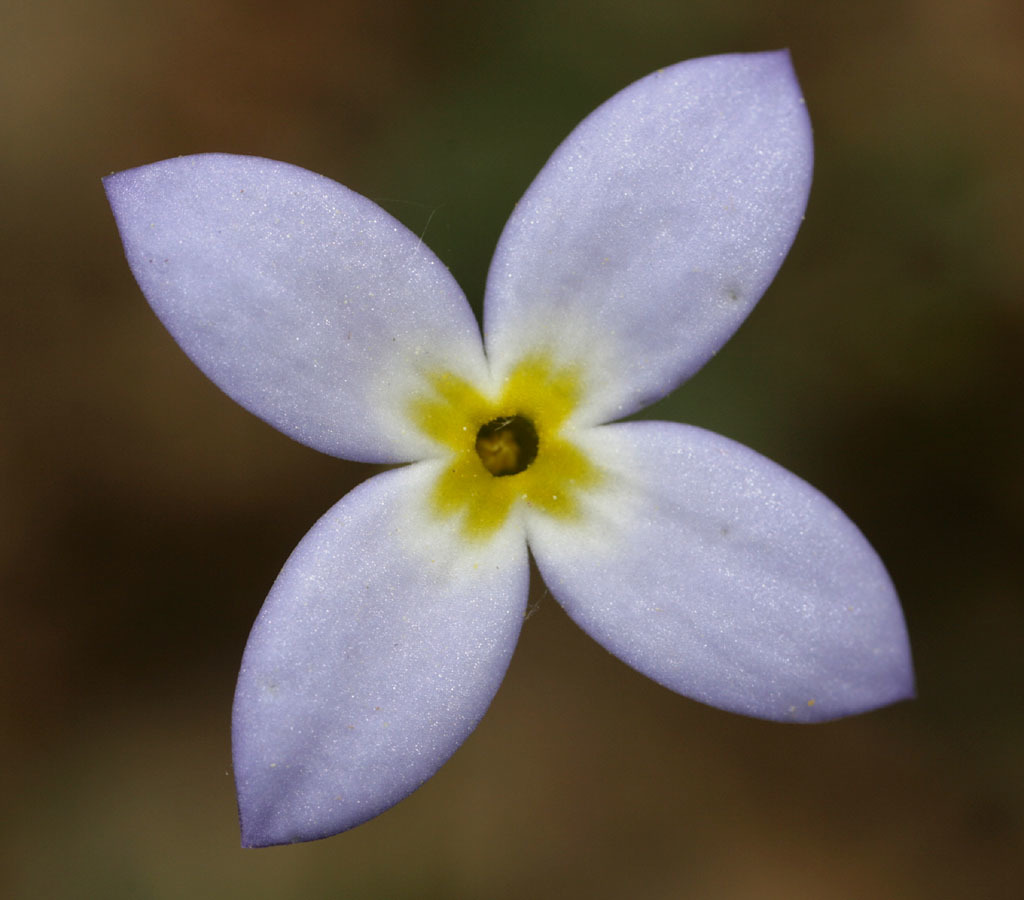 Houstonia
