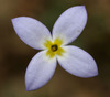 Flowering Bluets - Photo (c) Patrick Coin, some rights reserved (CC BY-NC-SA)