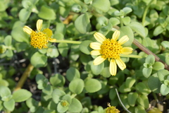 Lipochaeta integrifolia