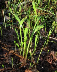 Lilaeopsis carolinensis