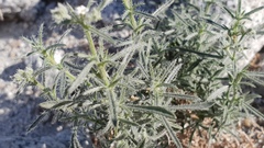 Johnstonella racemosa