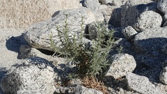 Johnstonella racemosa