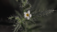 Johnstonella racemosa