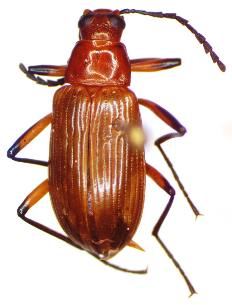 Poecilesthus variipes