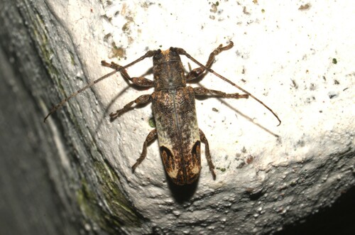 Apocoptoma