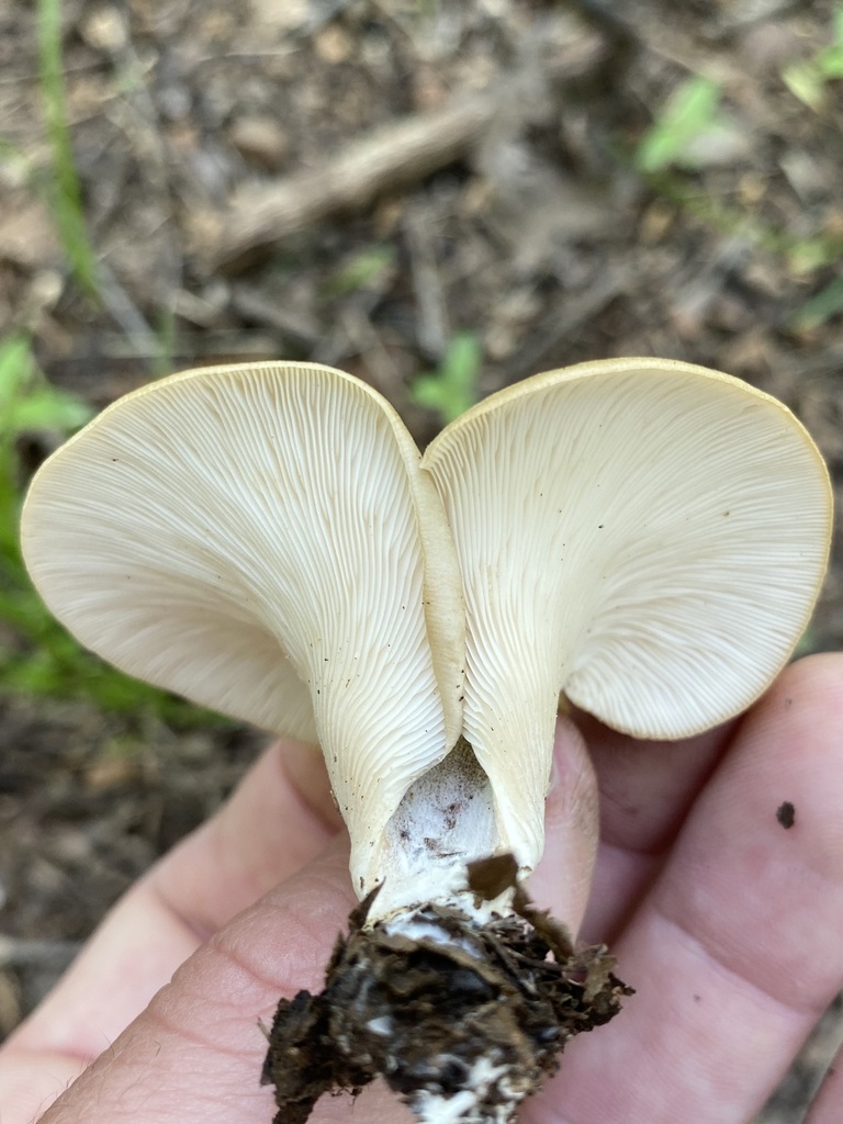 Shoehorn Oyster in May 2023 by jim · iNaturalist